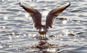شناسایی 114 گونه پرنده مهاجر در دریاچه چیتگر