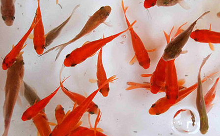 ماهی‌های قرمز به بوستان‌ها می‌روند